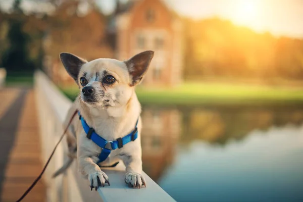 Chihuahua little dog photo — Stock Photo, Image