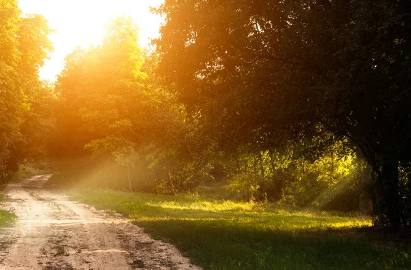 Route forestière aux rayons du soleil — Photo