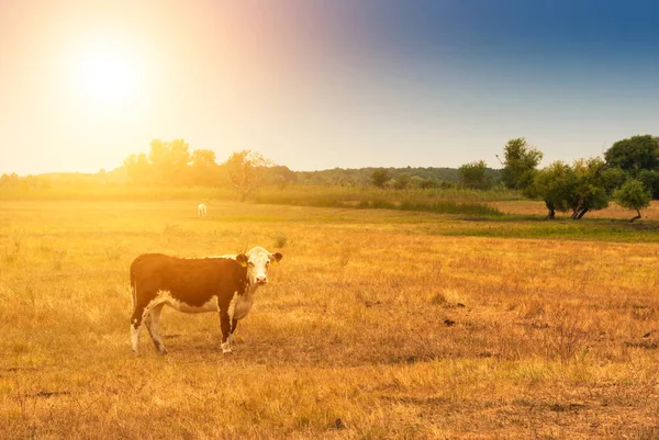 在夏季牧场牛 — 图库照片