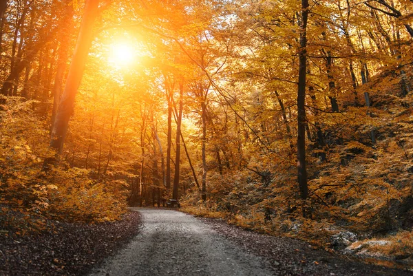 Automne route forestière colorée — Photo