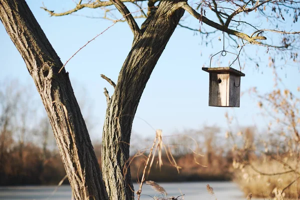 Alimentador de aves en el árbol — Foto de Stock