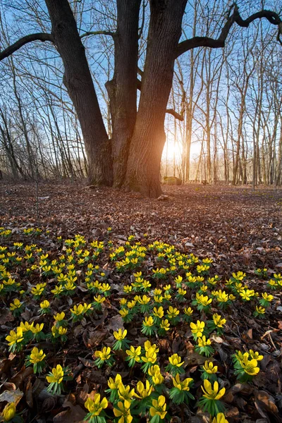 Winter aconite yellow flower on spring meadow — Stock Photo, Image