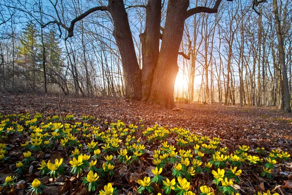 Winter aconite yellow flower on spring meadow — Stock Photo, Image