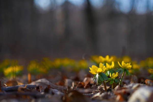Flores de acônito de inverno — Fotografia de Stock