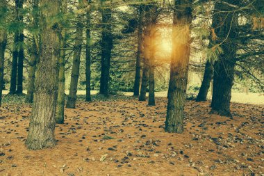 güneşli çam ormanı 