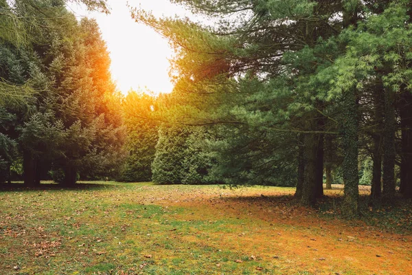 Sunrise in beautiful park — Stock Photo, Image