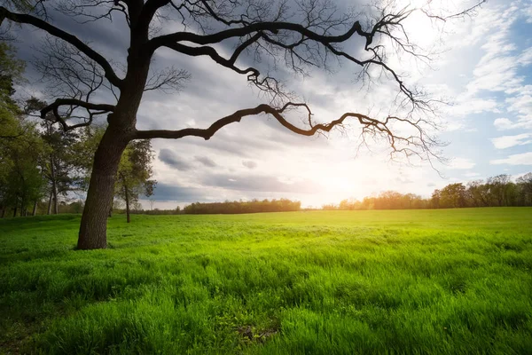 Güneşli çayır üzerinde yalnız ağaç — Stok fotoğraf