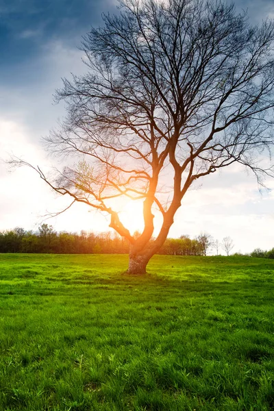 孤独的树，阳光明媚的草地上 — 图库照片