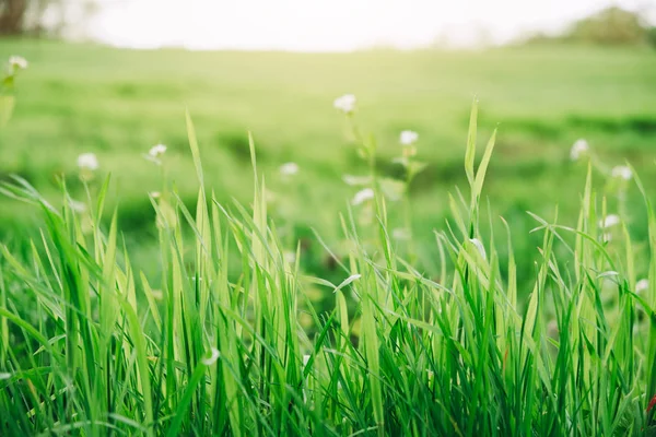 Green grass background — Stock Photo, Image