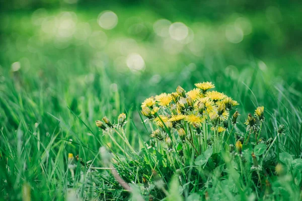 Grama verde dente-de-leão no prado da primavera — Fotografia de Stock