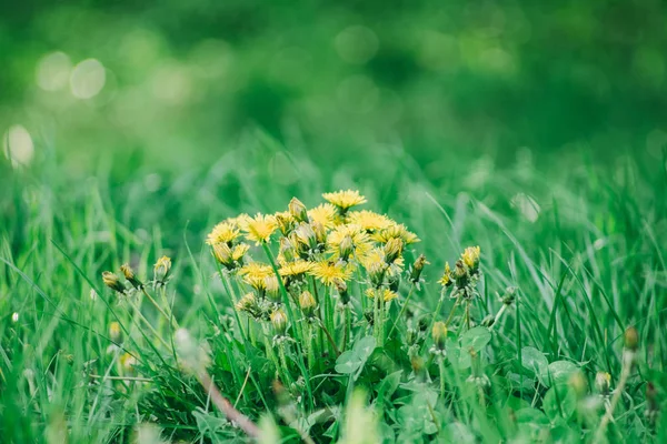 Dandelion green grass on spring meadow — Stock Photo, Image
