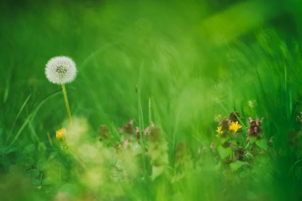 春の牧草地にタンポポ緑の草 — ストック写真