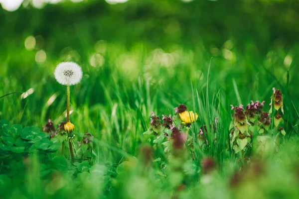 Dandelion green grass on spring meadow — Stock Photo, Image