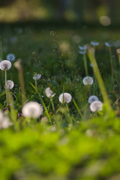 Diente de león hierba verde en el prado de primavera —  Fotos de Stock