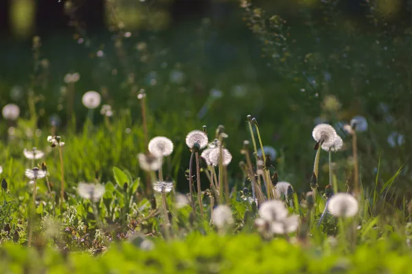 Karahindiba yeşil çimenlerin üzerinde bahar çayır — Stok fotoğraf