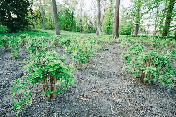 Jovens mudas de plantas — Fotografia de Stock