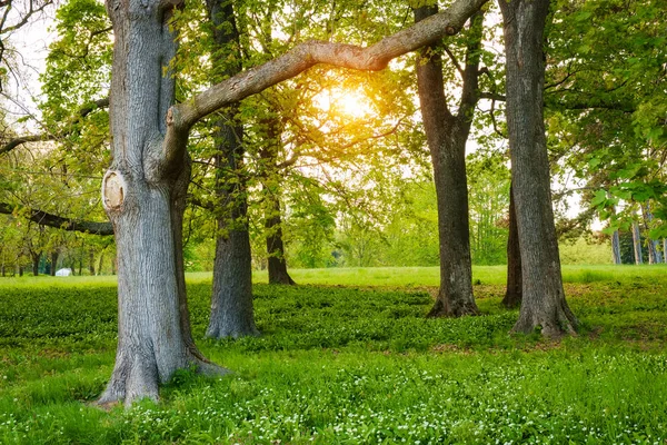 Luz solar na primavera floresta verde — Fotografia de Stock