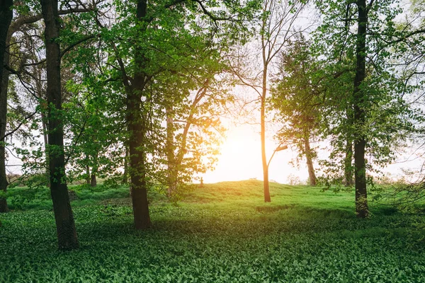 日当たりの良い森のシーン — ストック写真