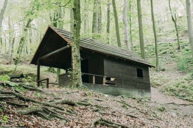 Ormandaki eski kulübe.