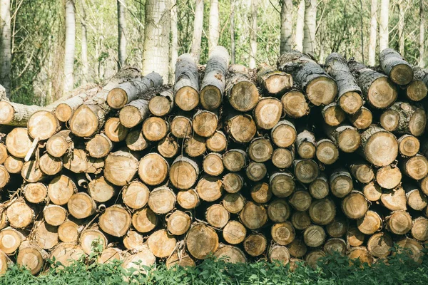 Holzhaufen im Wald — Stockfoto