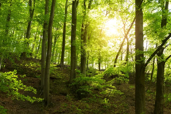 Frühling sonniger Wald — Stockfoto