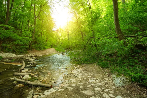 Fluxo de fluxo na floresta de primavera — Fotografia de Stock