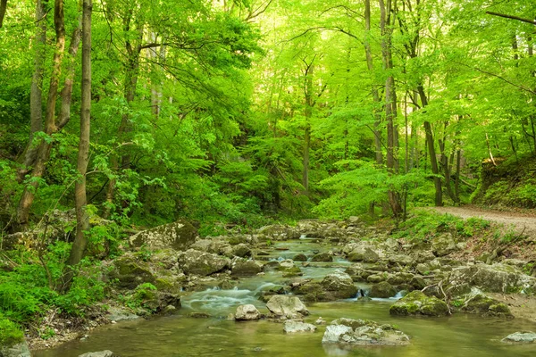 Stream in the forest