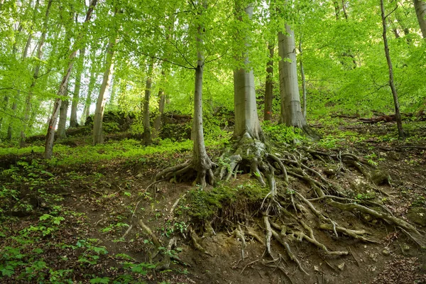 Tree root on the forest — Stock Photo, Image