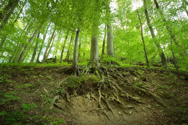 Radice d'albero nella foresta — Foto Stock