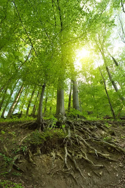 Radice d'albero nella foresta — Foto Stock