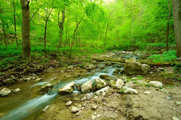 Stream sulla foresta — Foto Stock