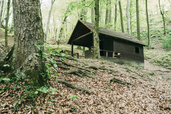 Old cabin in the forest