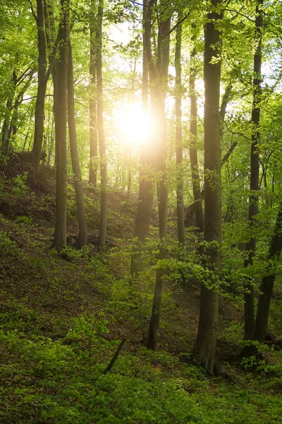 Forêt ensoleillée printanière — Photo