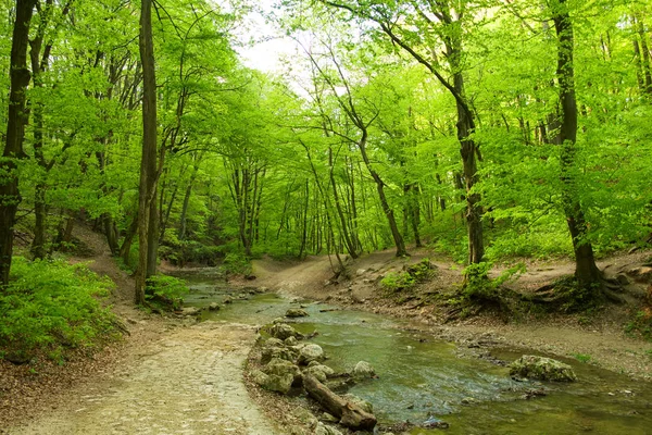 Vloeiende stroom in voorjaar bos — Stockfoto