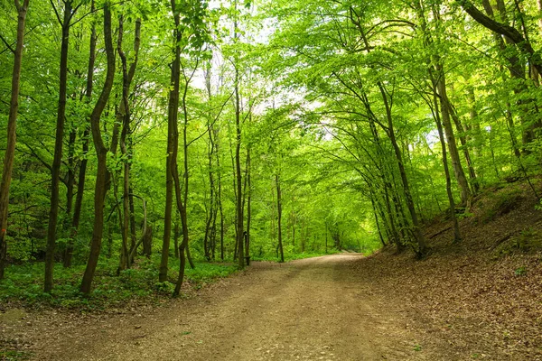 Frühlingswaldweg — Stockfoto