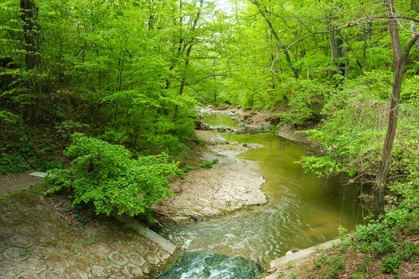 Patak az erdőben — Stock Fotó