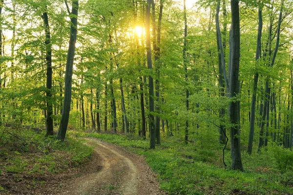 Sentiero foresta primaverile — Foto Stock