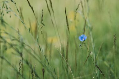 Unut beni değil çiçek küçük alan derinliği