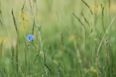 Unut beni değil çiçek küçük alan derinliği
