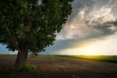 Yalnız büyük ağaç fırtınalı sahada