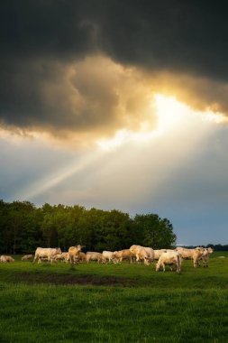 Ahırların fırtınalı arazide