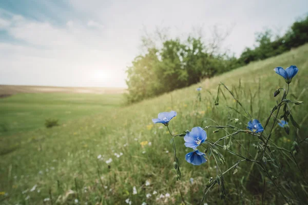 Flores silvestres azuis no prado — Fotografia de Stock