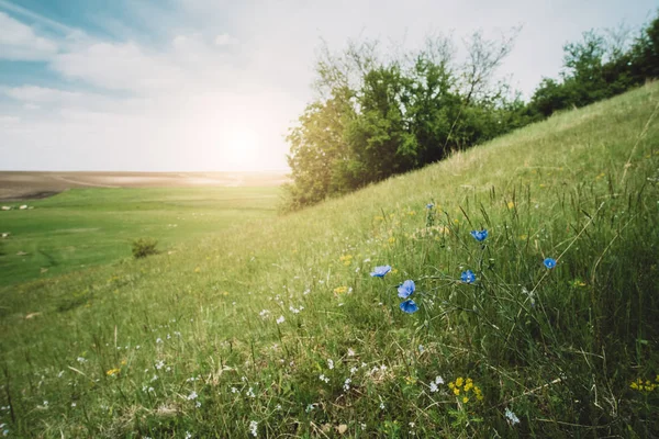 Blue wildflowers on the meadow — Stock Photo, Image