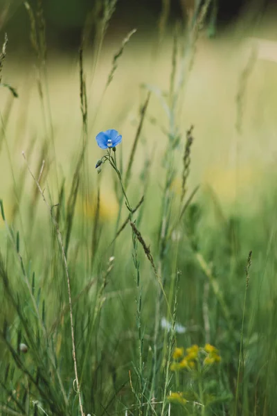 Forget me not flower small depth of field — Stock Photo, Image