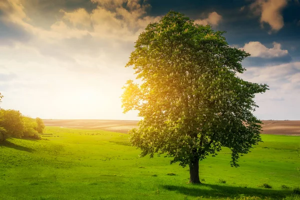 Lonely tree on a sunny meadow — Stock Photo, Image