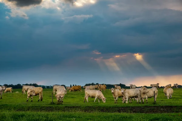 Cattles i stormiga Hagen — Stockfoto