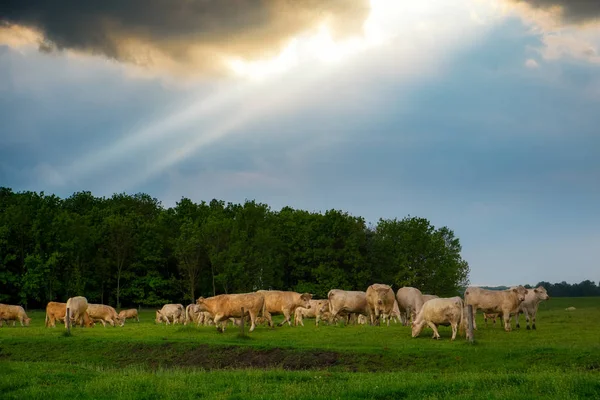 Cattles i stormiga Hagen — Stockfoto