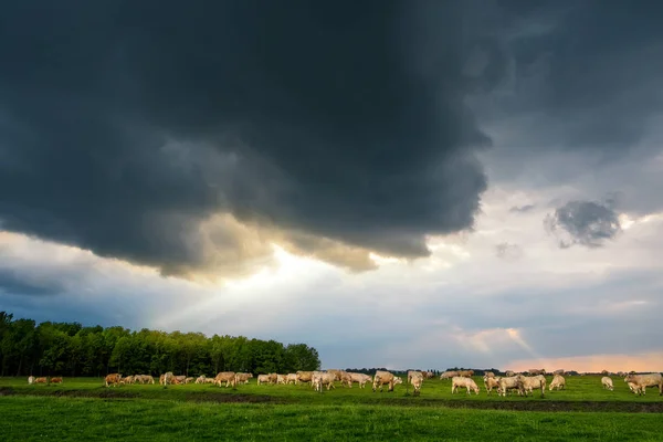 Cattles in the stormy pasture — Stock Photo, Image