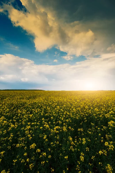 Campo di stupro tempestoso — Foto Stock