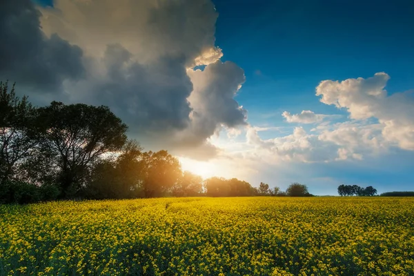 Campo di stupro tempestoso — Foto Stock